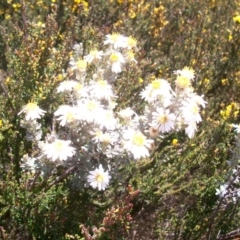 Olearia brevipedunculata (Dusty Daisy Bush) at Namadgi National Park - 9 Nov 2014 by jeremyahagan