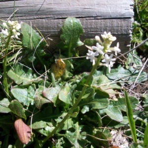 Stackhousia monogyna at Cotter River, ACT - 9 Nov 2014