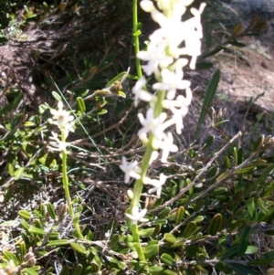 Stackhousia monogyna at Cotter River, ACT - 9 Nov 2014