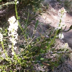 Stackhousia monogyna at Cotter River, ACT - 9 Nov 2014 12:54 PM