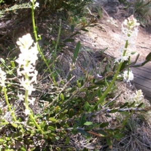 Stackhousia monogyna at Cotter River, ACT - 9 Nov 2014