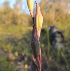 Thelymitra (genus) (sun orchids) at Conder, ACT - 30 Oct 2014 by MichaelBedingfield