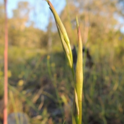 Diuris dendrobioides (Late Mauve Doubletail) at Tuggeranong Hill - 30 Oct 2014 by michaelb