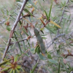 Acacia ulicifolia (Prickly Moses) at Conder, ACT - 30 Oct 2014 by michaelb