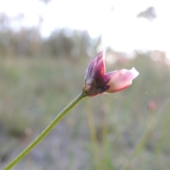 Laxmannia gracilis (Slender Wire Lily) at Conder, ACT - 30 Oct 2014 by MichaelBedingfield