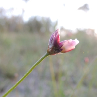 Laxmannia gracilis (Slender Wire Lily) at Conder, ACT - 30 Oct 2014 by MichaelBedingfield