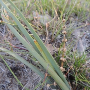 Lomandra multiflora at Conder, ACT - 30 Oct 2014 07:26 PM