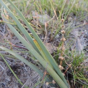 Lomandra multiflora at Conder, ACT - 30 Oct 2014 07:26 PM