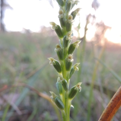 Microtis parviflora (Slender Onion Orchid) at Conder, ACT - 30 Oct 2014 by MichaelBedingfield