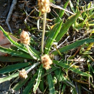 Plantago gaudichaudii at Farrer, ACT - 14 Sep 2014 12:00 AM