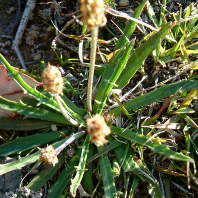 Plantago gaudichaudii (Narrow Plantain) at Farrer, ACT - 14 Sep 2014 by julielindner