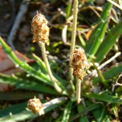 Plantago gaudichaudii at Farrer, ACT - 14 Sep 2014 12:00 AM