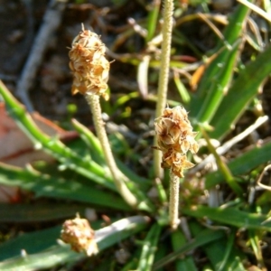 Plantago gaudichaudii at Farrer, ACT - 14 Sep 2014 12:00 AM