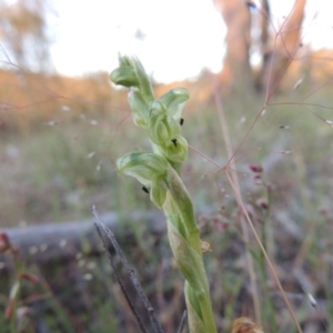 Hymenochilus cycnocephalus at Conder, ACT - 30 Oct 2014