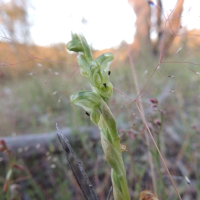 Hymenochilus cycnocephalus (Swan greenhood) at Conder, ACT - 30 Oct 2014 by michaelb