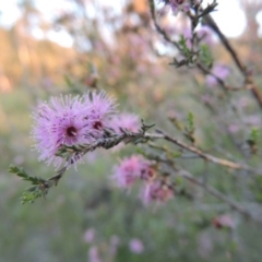 Kunzea parvifolia (Violet Kunzea) at Conder, ACT - 30 Oct 2014 by michaelb