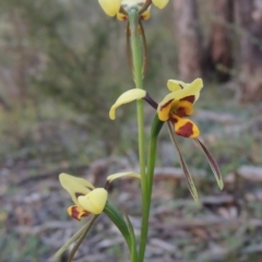 Diuris sulphurea (Tiger Orchid) at Conder, ACT - 30 Oct 2014 by MichaelBedingfield