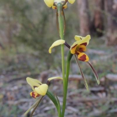 Diuris sulphurea (Tiger Orchid) at Conder, ACT - 30 Oct 2014 by michaelb