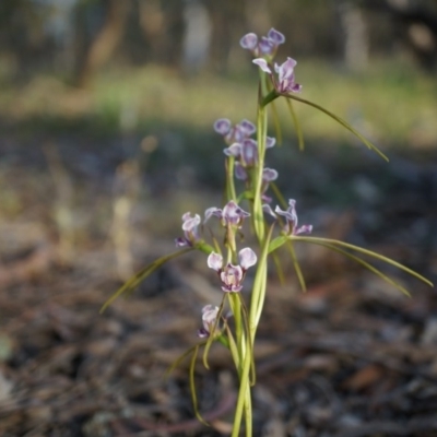 Diuris dendrobioides (Late Mauve Doubletail) by AaronClausen