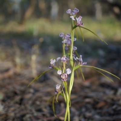 Diuris dendrobioides (Late Mauve Doubletail) at Canberra Central, ACT - 11 Nov 2014 by AaronClausen