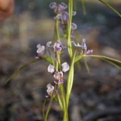 Diuris dendrobioides at suppressed - 11 Nov 2014