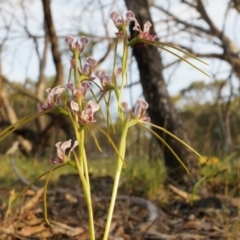 Diuris dendrobioides at suppressed - 11 Nov 2014