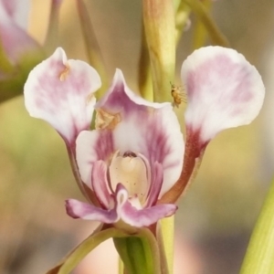 Diuris dendrobioides at suppressed - 11 Nov 2014