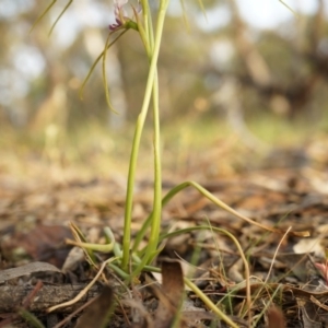 Diuris dendrobioides at suppressed - 11 Nov 2014