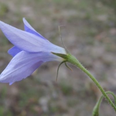 Wahlenbergia stricta subsp. stricta (Tall Bluebell) at Conder, ACT - 30 Oct 2014 by michaelb