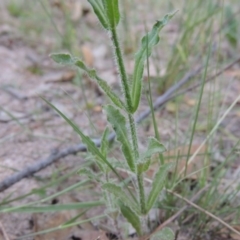 Wahlenbergia stricta subsp. stricta at Conder, ACT - 30 Oct 2014