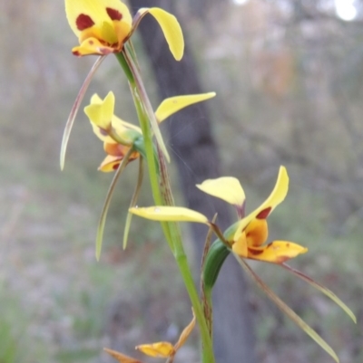 Diuris sulphurea (Tiger Orchid) at Tuggeranong Hill - 30 Oct 2014 by michaelb