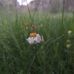 Calotis anthemoides (Chamomile Burr-daisy) at Conder, ACT - 30 Oct 2014 by michaelb