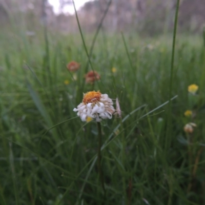 Calotis anthemoides (Chamomile Burr-daisy) at Conder, ACT - 30 Oct 2014 by MichaelBedingfield