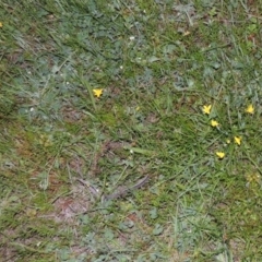 Hypoxis hygrometrica (Golden Weather-grass) at Conder, ACT - 30 Oct 2014 by MichaelBedingfield