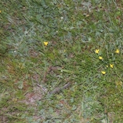 Hypoxis hygrometrica (Golden Weather-grass) at Tuggeranong Hill - 30 Oct 2014 by michaelb