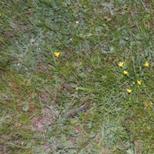 Hypoxis hygrometrica at Conder, ACT - 30 Oct 2014 08:00 PM