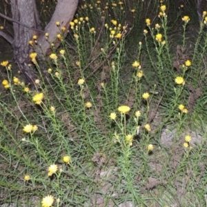 Xerochrysum viscosum at Conder, ACT - 30 Oct 2014 08:01 PM