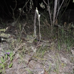 Thelymitra (genus) (sun orchids) at Conder, ACT - 30 Oct 2014 by MichaelBedingfield