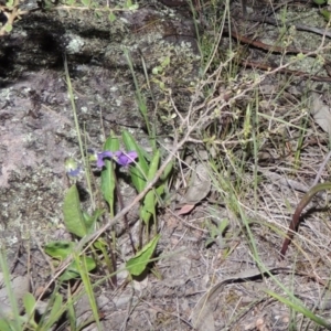 Viola betonicifolia at Conder, ACT - 30 Oct 2014