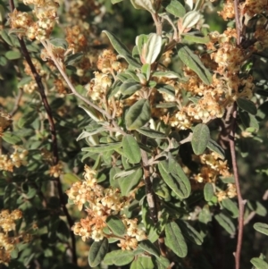 Pomaderris pallida at Greenway, ACT - 1 Nov 2014