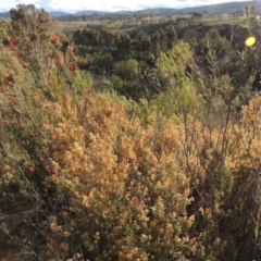 Pomaderris pallida at Greenway, ACT - 1 Nov 2014