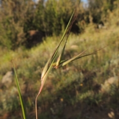 Themeda triandra (Kangaroo Grass) at Greenway, ACT - 1 Nov 2014 by MichaelBedingfield