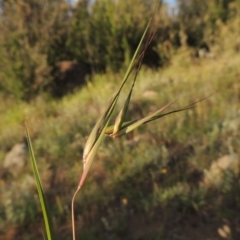 Themeda triandra (Kangaroo Grass) at Pine Island to Point Hut - 1 Nov 2014 by MichaelBedingfield