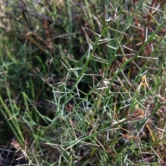 Daviesia genistifolia (Broom Bitter Pea) at Gungahlin, ACT - 11 Nov 2014 by JasonC