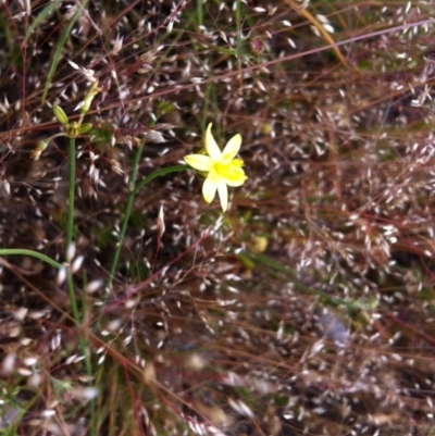 Tricoryne elatior (Yellow Rush Lily) at Mulligans Flat - 11 Nov 2014 by JasonC