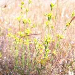 Pimelea curviflora (Curved Rice-flower) at Mulligans Flat - 11 Nov 2014 by JasonC