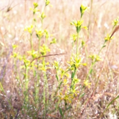 Pimelea curviflora (Curved Rice-flower) at Gungahlin, ACT - 11 Nov 2014 by JasonC