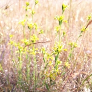 Pimelea curviflora at Gungahlin, ACT - 11 Nov 2014