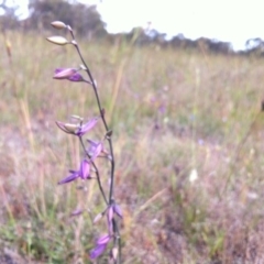 Arthropodium fimbriatum (Nodding Chocolate Lily) at Gungahlin, ACT - 11 Nov 2014 by JasonC