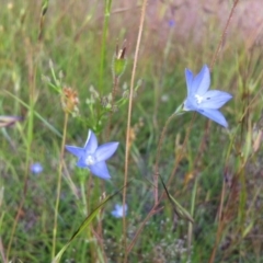 Wahlenbergia sp. (Bluebell) at Gungahlin, ACT - 11 Nov 2014 by JasonC